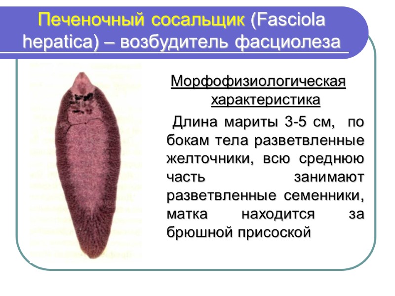 Печеночный сосальщик (Fasciola hepatica) – возбудитель фасциолеза Морфофизиологическая характеристика     